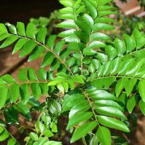 Fresh Curry Leaves