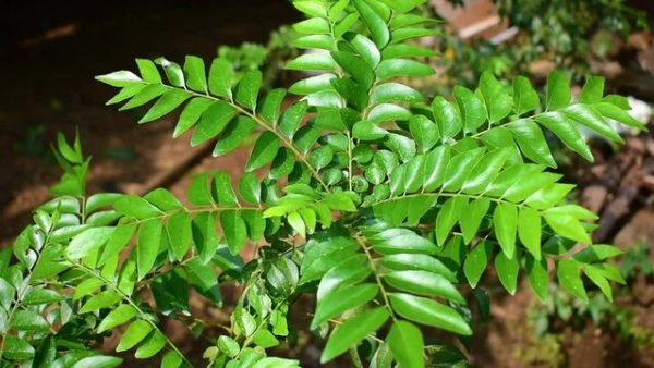 Fresh Curry Leaves