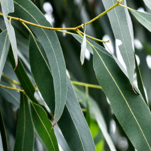 Fresh Eucalyptus Leaves