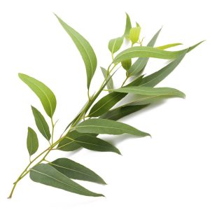 Fresh Eucalyptus Leaves