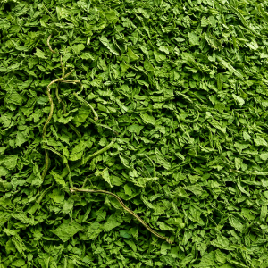 Coriander Leaf Powder
