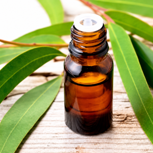 Eucalyptus Oil