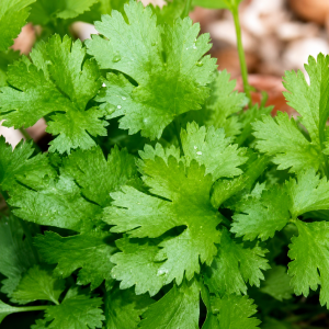 Fresh Coriander Leaves