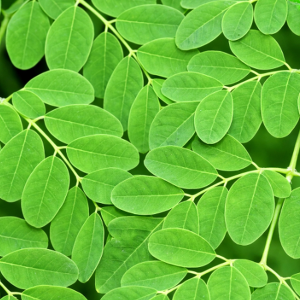 Fresh Moringa Leaves