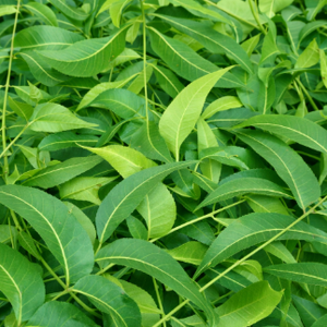 Fresh Neem Leaves