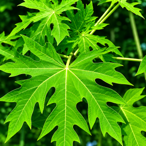 Fresh Papaya Leaves