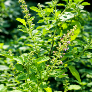 Fresh Tulsi Leaves