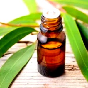 Eucalyptus Oil