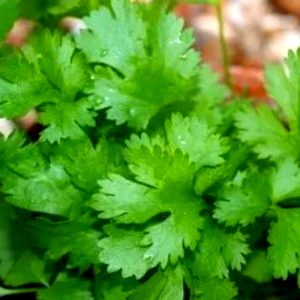 Fresh Coriander Leaves