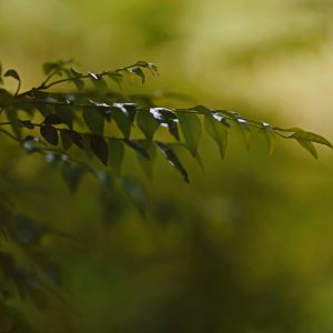 Curry leaf branch with paired leaflets