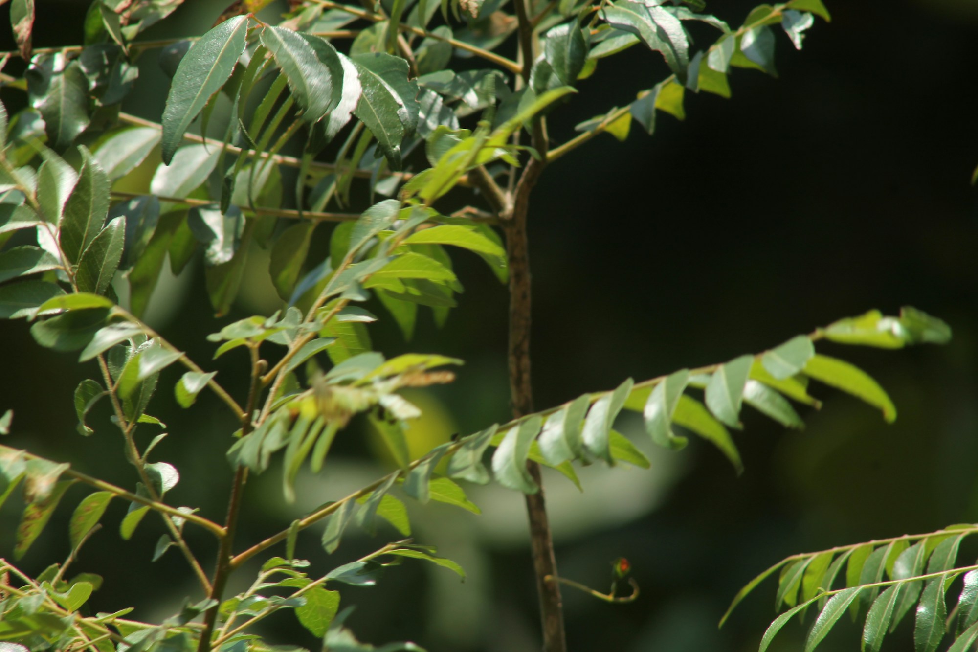 Curry leaf plant branches growing on the farm