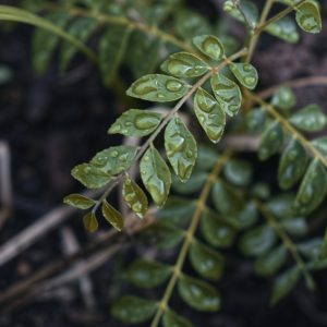Fresh curry leaf sprigs close up
