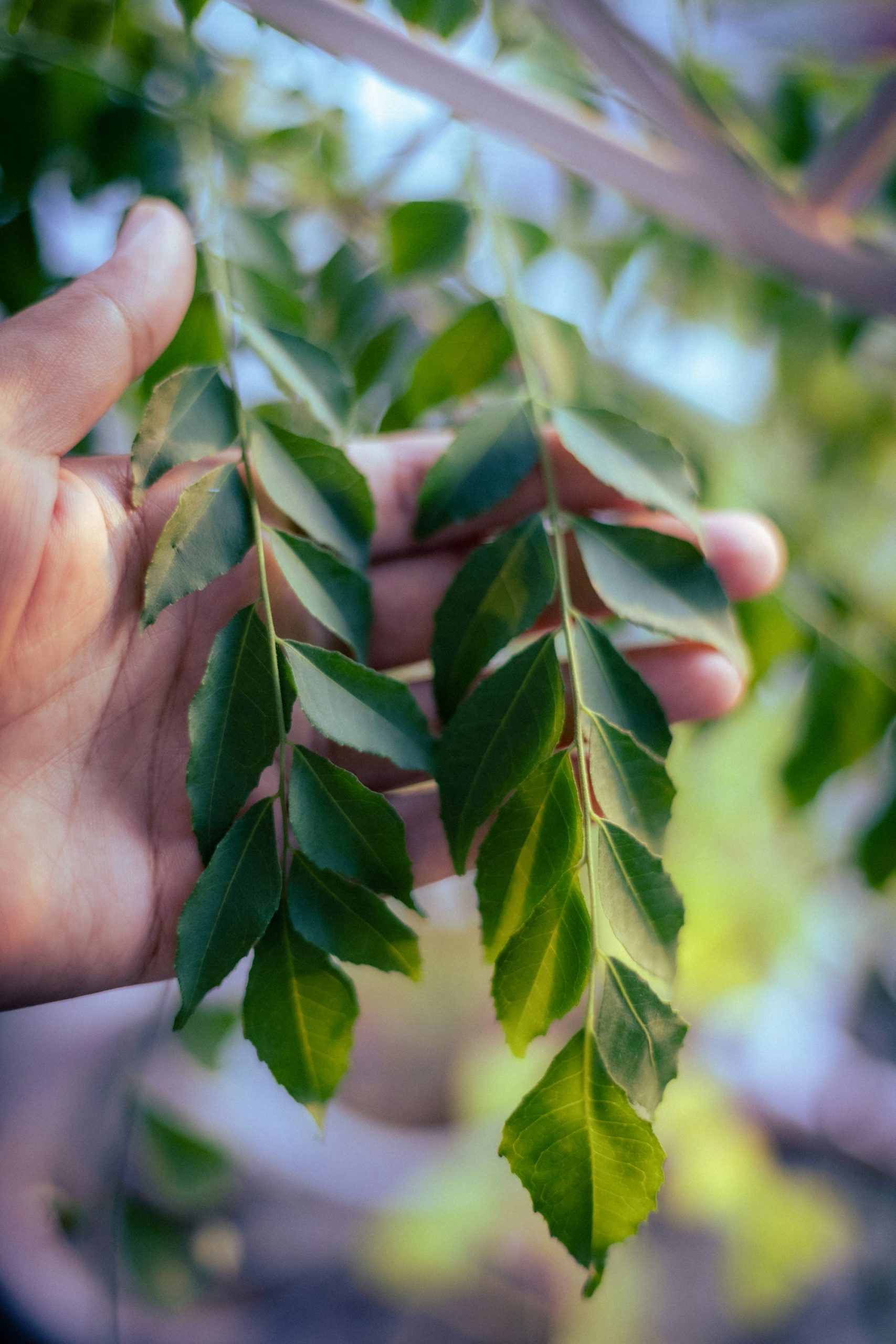 Hand holding two sprigs of fresh curry leaves