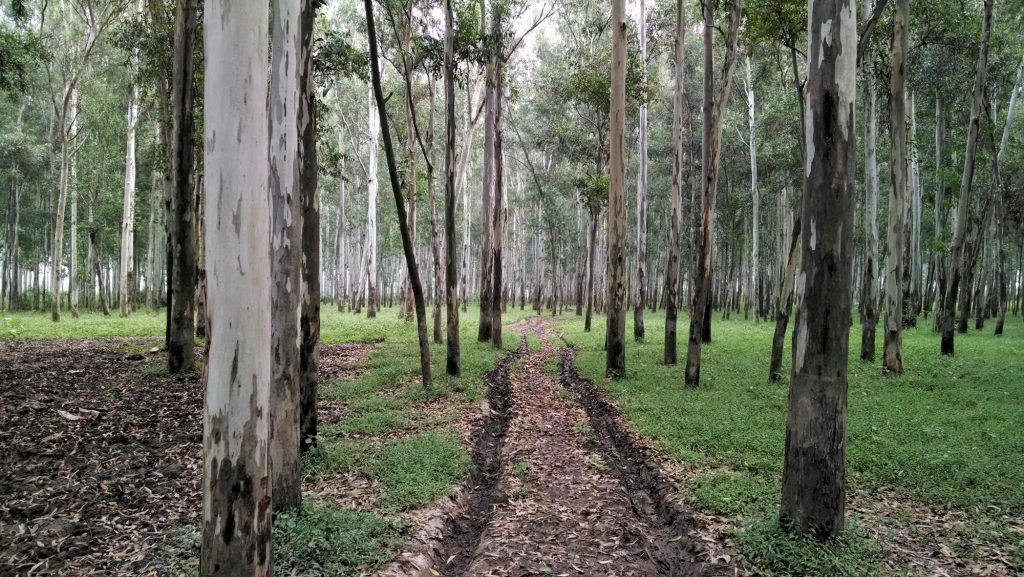 Eucalyptus plantation on red soil at our farms in Vinukonda
