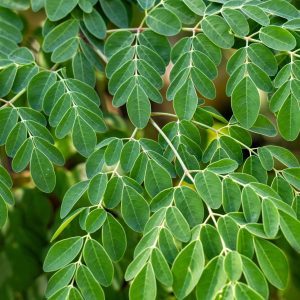 Fresh moringa leaflets on the branch