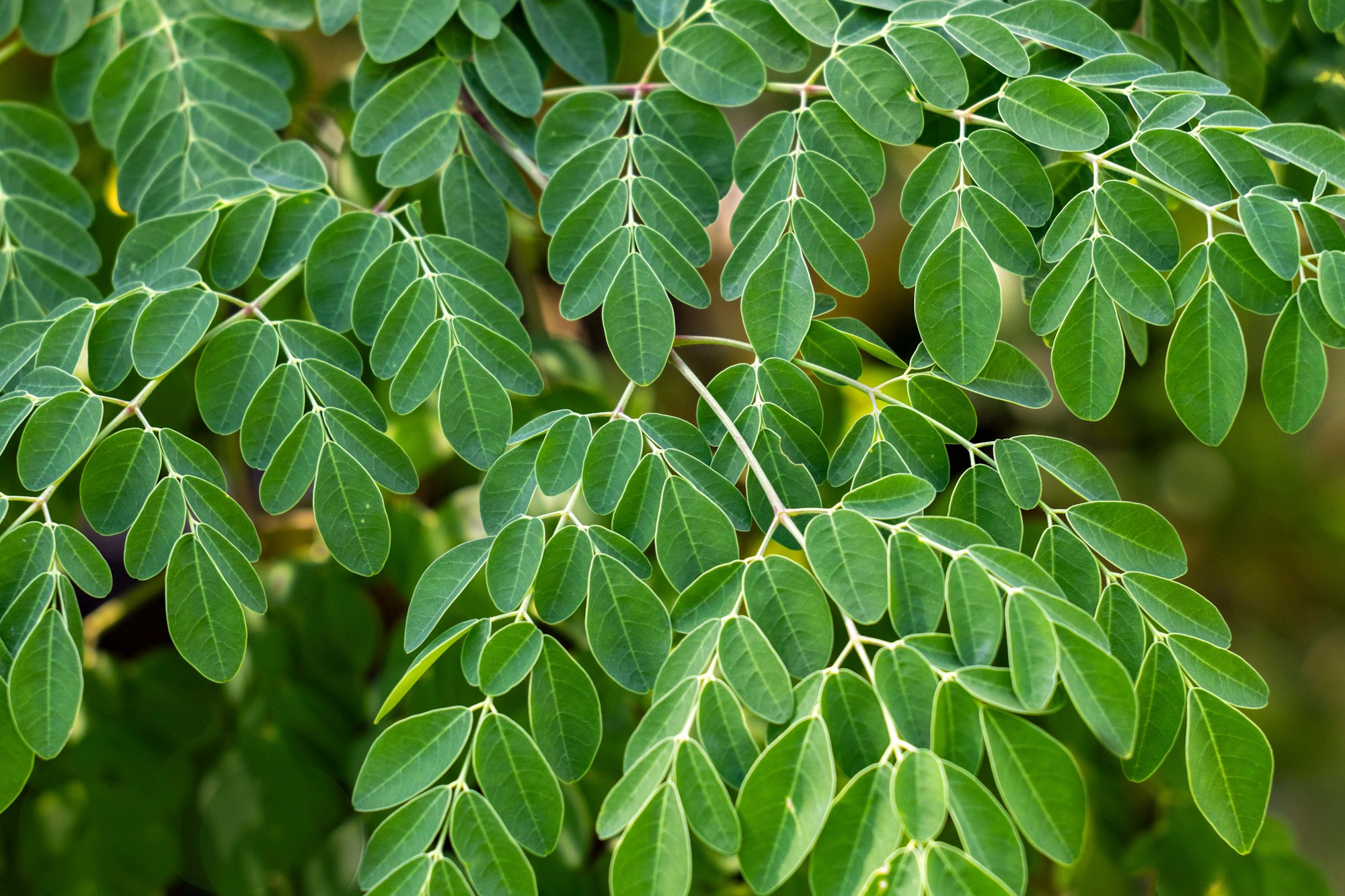 Fresh moringa leaflets on the branch