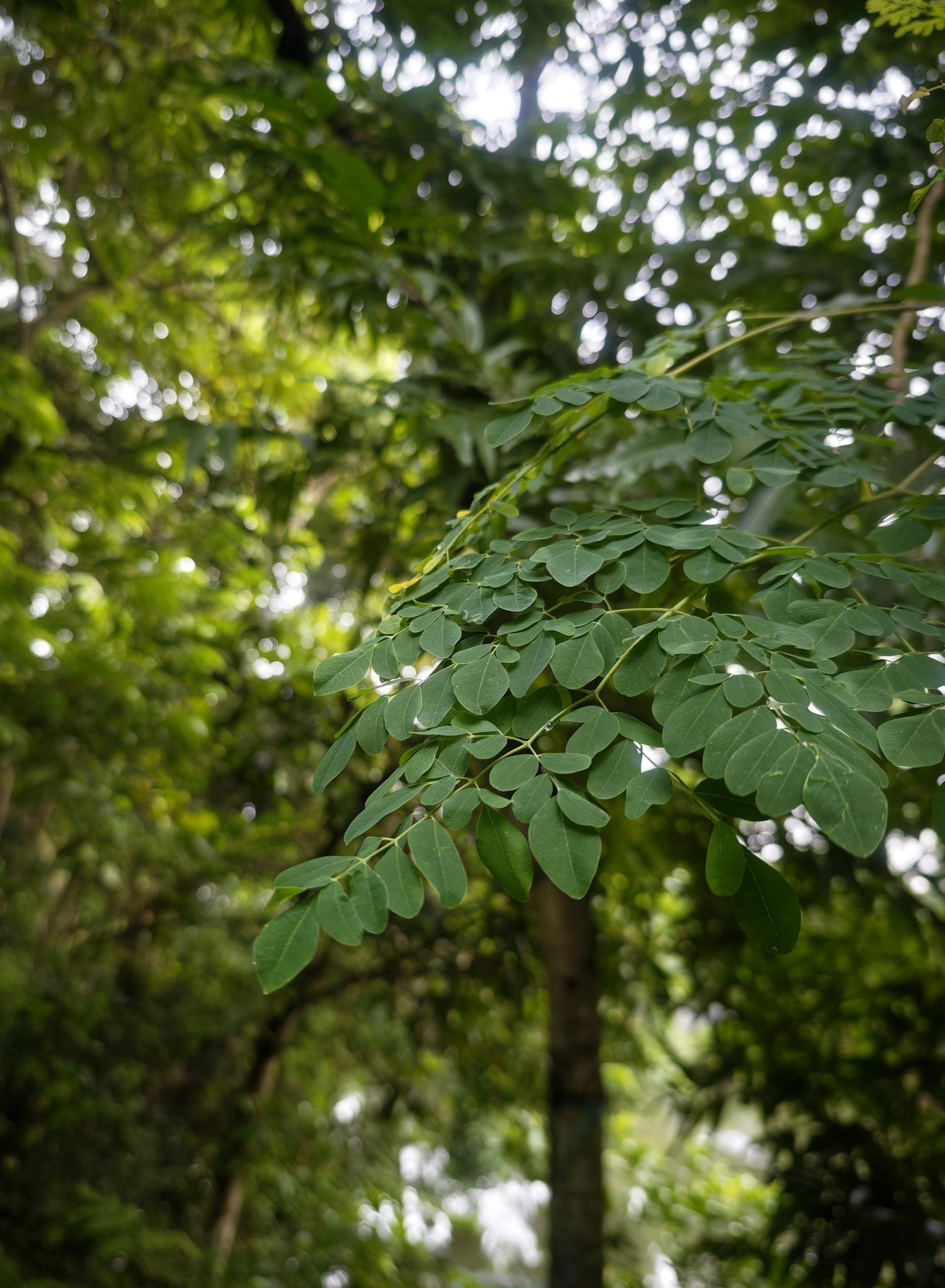 Moringa tree growing on the farm