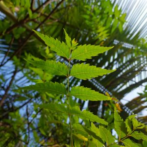Fresh neem leaves on the tree