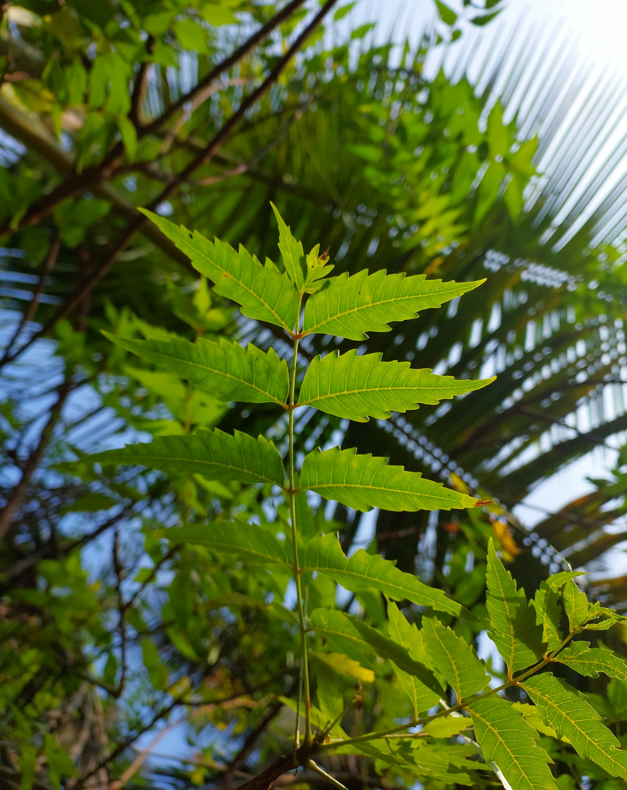 Fresh neem leaves on the tree