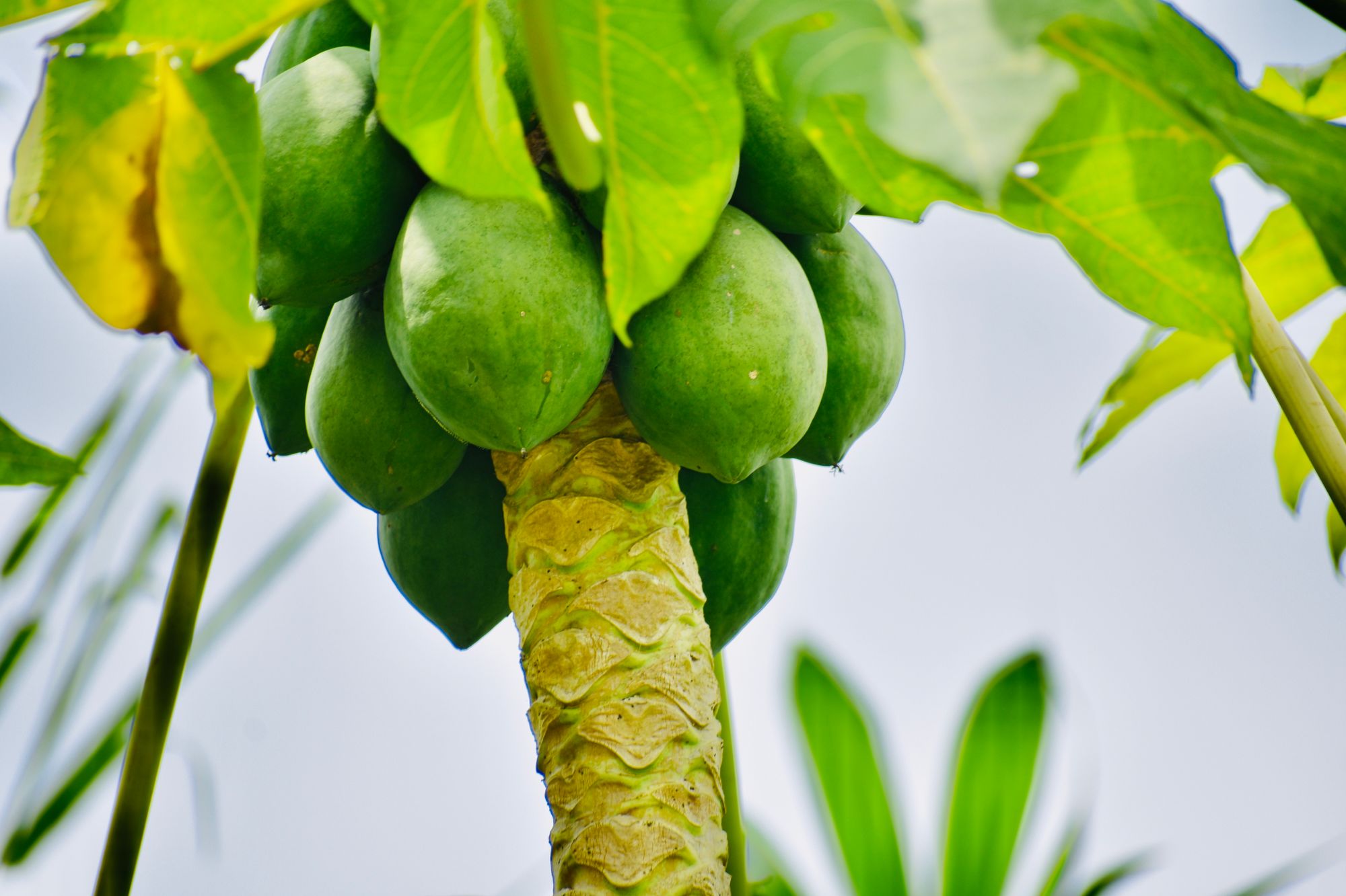 Green papayas growing on the tree