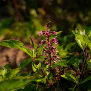 Tulsi plant with flowering spikes