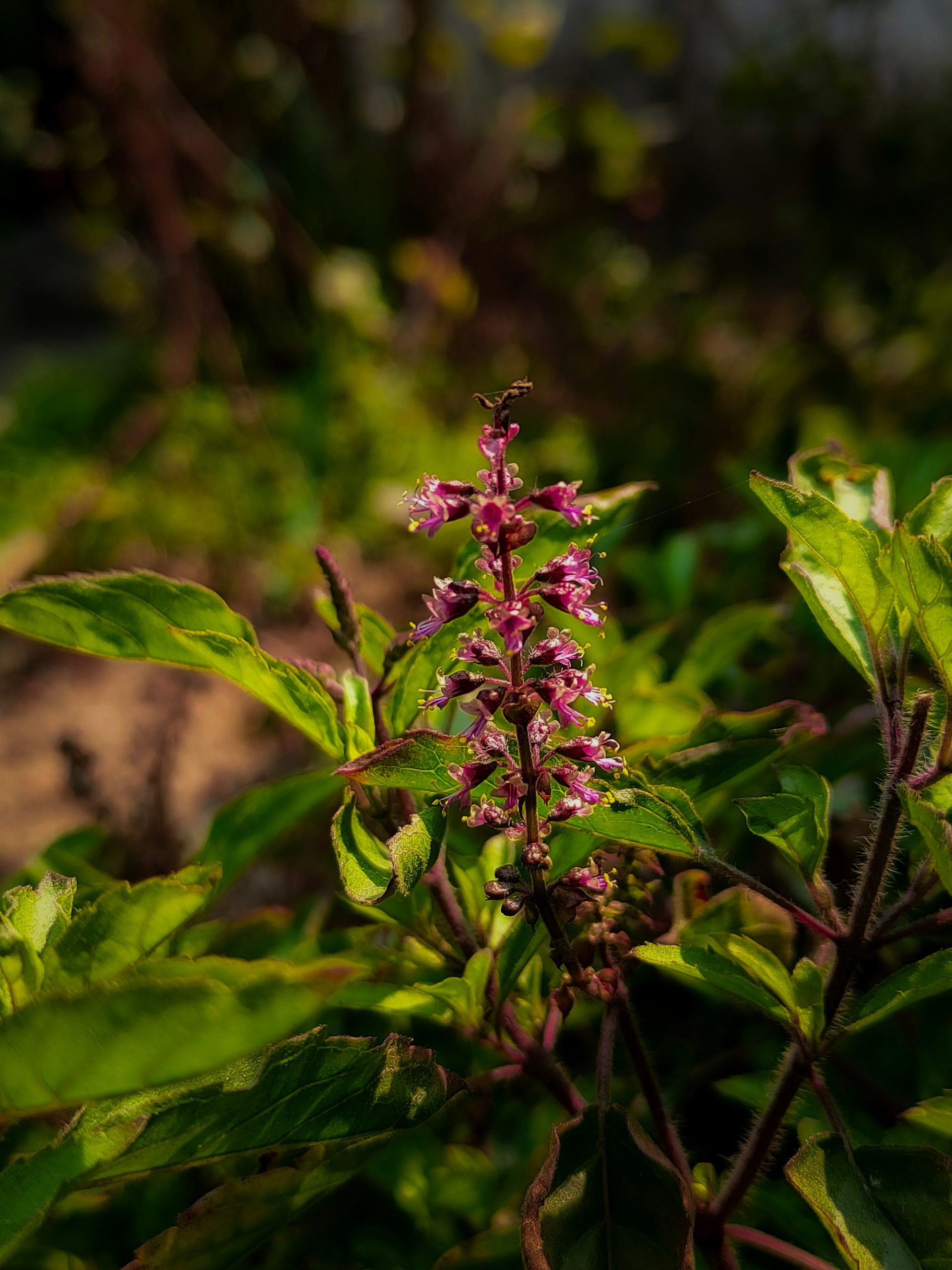 Tulsi plant with flowering spikes